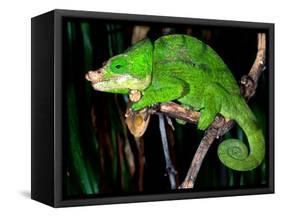 Globifer Chameleon, Native to Madagascar-David Northcott-Framed Stretched Canvas