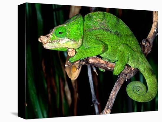 Globifer Chameleon, Native to Madagascar-David Northcott-Stretched Canvas