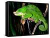 Globifer Chameleon, Native to Madagascar-David Northcott-Framed Stretched Canvas