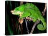 Globifer Chameleon, Native to Madagascar-David Northcott-Stretched Canvas
