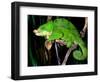 Globifer Chameleon, Native to Madagascar-David Northcott-Framed Photographic Print