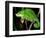 Globifer Chameleon, Native to Madagascar-David Northcott-Framed Photographic Print