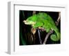 Globifer Chameleon, Native to Madagascar-David Northcott-Framed Photographic Print