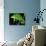 Globifer Chameleon, Native to Madagascar-David Northcott-Photographic Print displayed on a wall