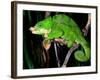 Globifer Chameleon, Native to Madagascar-David Northcott-Framed Photographic Print