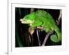 Globifer Chameleon, Native to Madagascar-David Northcott-Framed Photographic Print