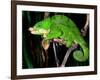 Globifer Chameleon, Native to Madagascar-David Northcott-Framed Photographic Print