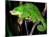 Globifer Chameleon, Native to Madagascar-David Northcott-Mounted Photographic Print