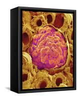 Glomerulus from Rat Kidney-Micro Discovery-Framed Stretched Canvas