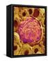 Glomerulus from Rat Kidney-Micro Discovery-Framed Stretched Canvas