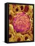 Glomerulus from Rat Kidney-Micro Discovery-Framed Stretched Canvas