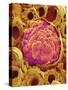 Glomerulus from Rat Kidney-Micro Discovery-Stretched Canvas