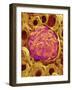 Glomerulus from Rat Kidney-Micro Discovery-Framed Photographic Print