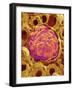 Glomerulus from Rat Kidney-Micro Discovery-Framed Photographic Print