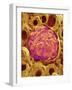 Glomerulus from Rat Kidney-Micro Discovery-Framed Photographic Print