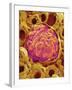 Glomerulus from Rat Kidney-Micro Discovery-Framed Photographic Print