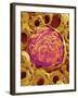 Glomerulus from Rat Kidney-Micro Discovery-Framed Photographic Print