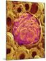 Glomerulus from Rat Kidney-Micro Discovery-Mounted Photographic Print