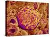 Glomerulus of kidney-Micro Discovery-Stretched Canvas