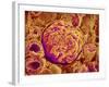 Glomerulus of kidney-Micro Discovery-Framed Photographic Print