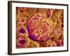 Glomerulus of kidney-Micro Discovery-Framed Photographic Print