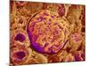 Glomerulus of kidney-Micro Discovery-Mounted Photographic Print