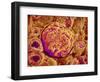 Glomerulus of kidney-Micro Discovery-Framed Photographic Print