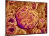 Glomerulus of kidney-Micro Discovery-Mounted Photographic Print