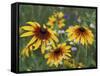 Gloriosa Daisy, Oldham County, Kentucky, USA-Adam Jones-Framed Stretched Canvas