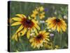 Gloriosa Daisy, Oldham County, Kentucky, USA-Adam Jones-Stretched Canvas