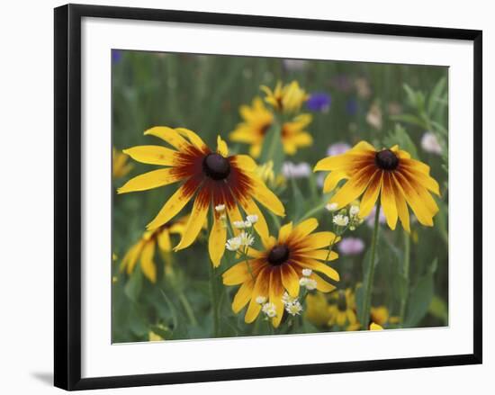 Gloriosa Daisy, Oldham County, Kentucky, USA-Adam Jones-Framed Photographic Print