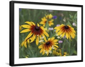 Gloriosa Daisy, Oldham County, Kentucky, USA-Adam Jones-Framed Photographic Print