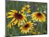 Gloriosa Daisy, Oldham County, Kentucky, USA-Adam Jones-Mounted Photographic Print