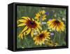 Gloriosa Daisy, Oldham County, Kentucky, USA-Adam Jones-Framed Stretched Canvas