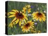 Gloriosa Daisy, Oldham County, Kentucky, USA-Adam Jones-Stretched Canvas