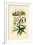 Gloriosa Lily, 1833-39-null-Framed Giclee Print