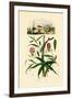 Gloriosa Lily, 1833-39-null-Framed Giclee Print