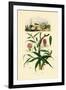 Gloriosa Lily, 1833-39-null-Framed Giclee Print