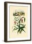 Gloriosa Lily, 1833-39-null-Framed Premium Giclee Print