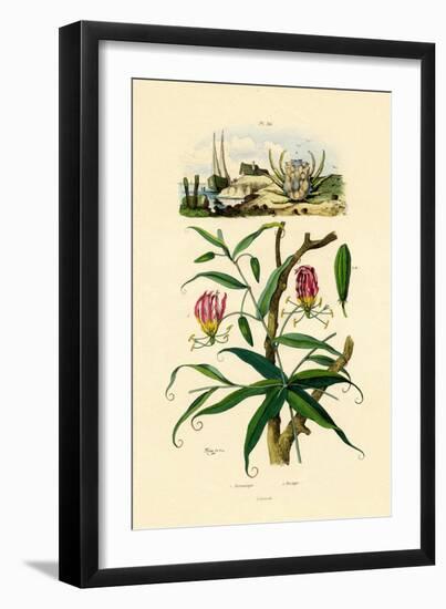 Gloriosa Lily, 1833-39-null-Framed Premium Giclee Print