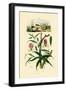 Gloriosa Lily, 1833-39-null-Framed Premium Giclee Print