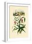 Gloriosa Lily, 1833-39-null-Framed Premium Giclee Print