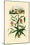 Gloriosa Lily, 1833-39-null-Mounted Premium Giclee Print