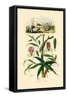 Gloriosa Lily, 1833-39-null-Framed Stretched Canvas