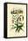 Gloriosa Lily, 1833-39-null-Framed Stretched Canvas