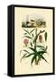 Gloriosa Lily, 1833-39-null-Framed Stretched Canvas