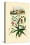 Gloriosa Lily, 1833-39-null-Stretched Canvas