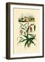 Gloriosa Lily, 1833-39-null-Framed Giclee Print