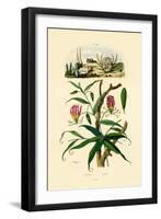 Gloriosa Lily, 1833-39-null-Framed Giclee Print