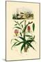 Gloriosa Lily, 1833-39-null-Mounted Giclee Print